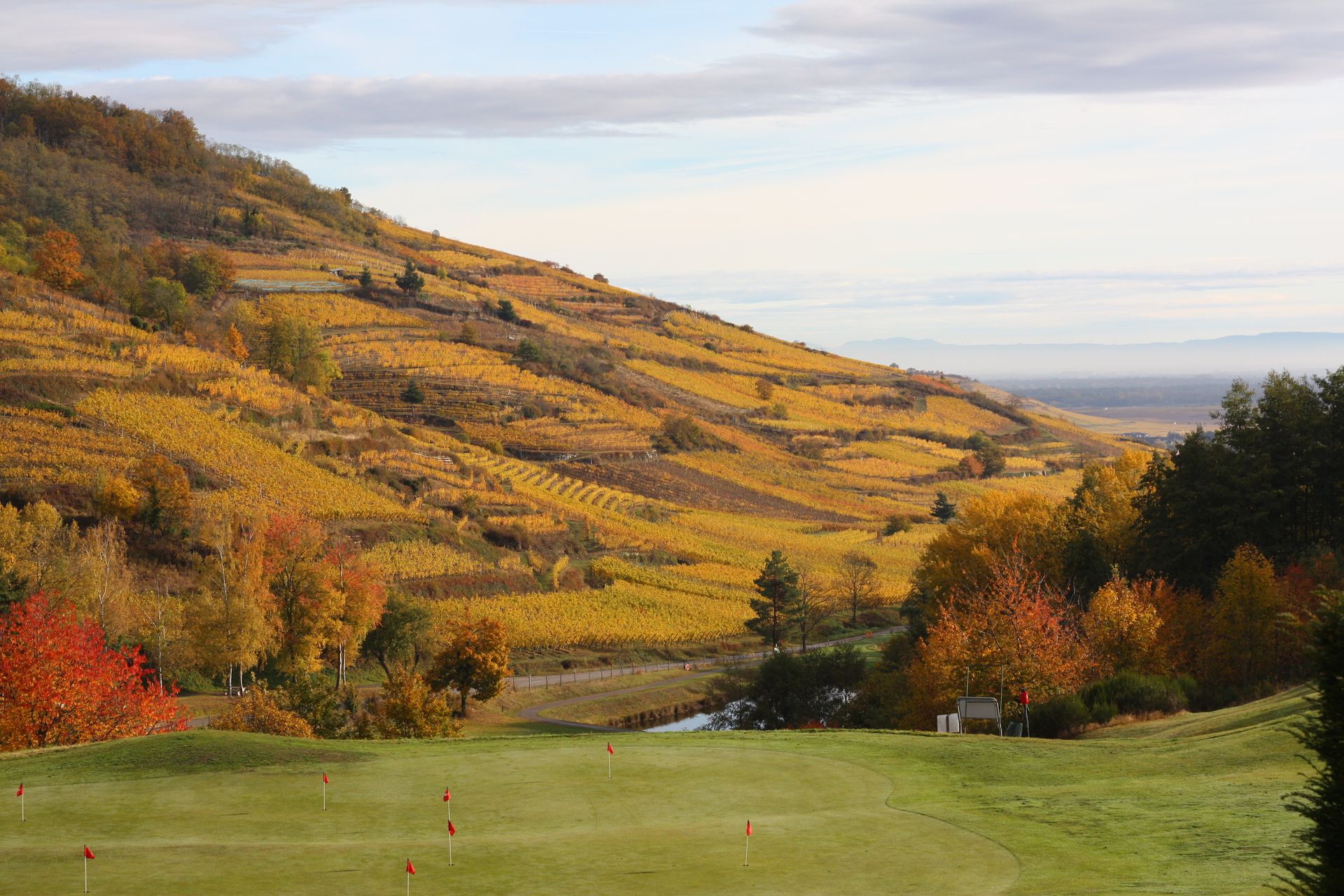 A golf green in the foreground with a terraced vineyard hillside in full autumn color behind it